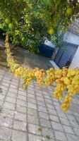 IMG-20181010-WA0005